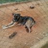 hund 1115